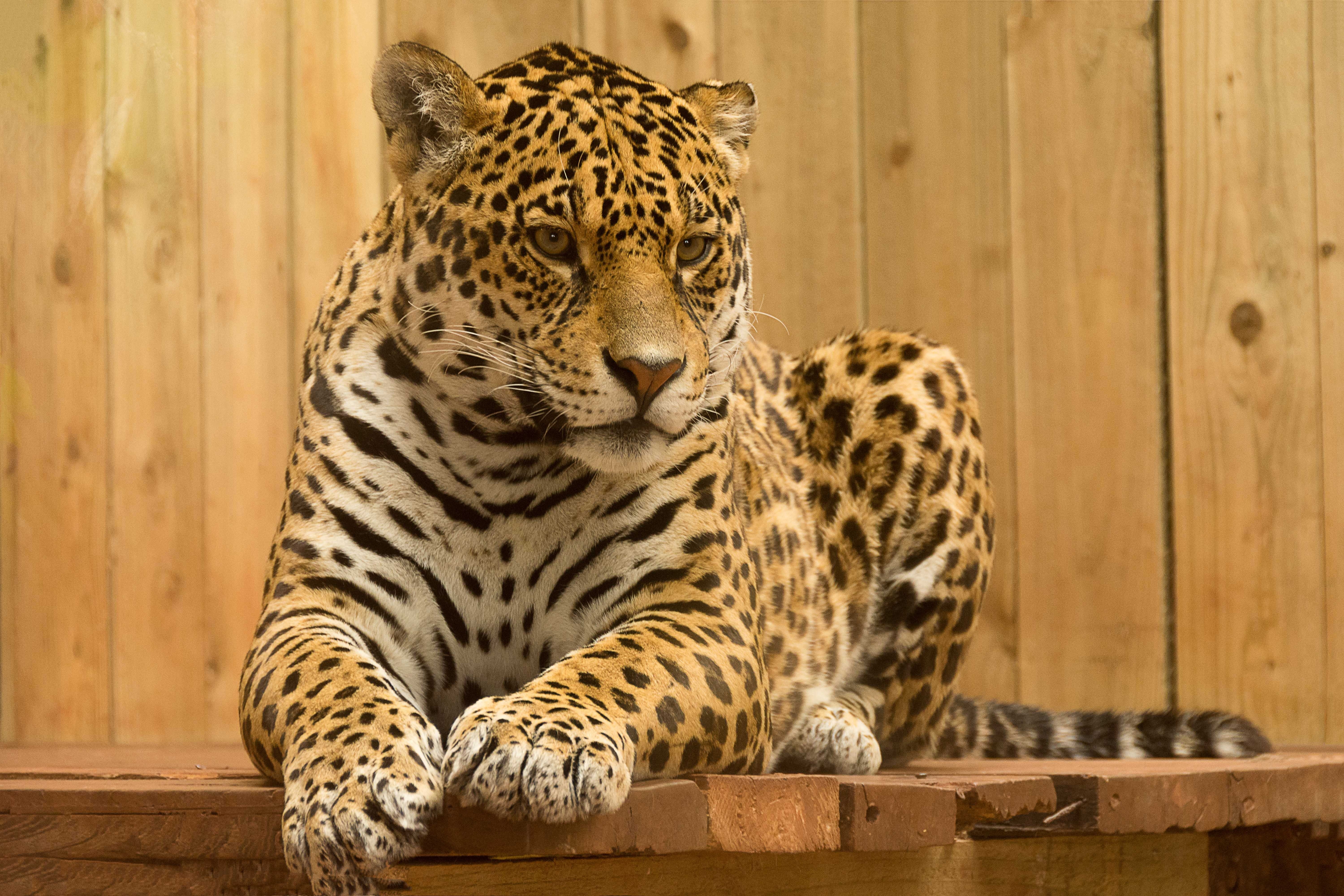 Protecting Our Planet's Precious Wildlife: A Look at Endangered Animal Species