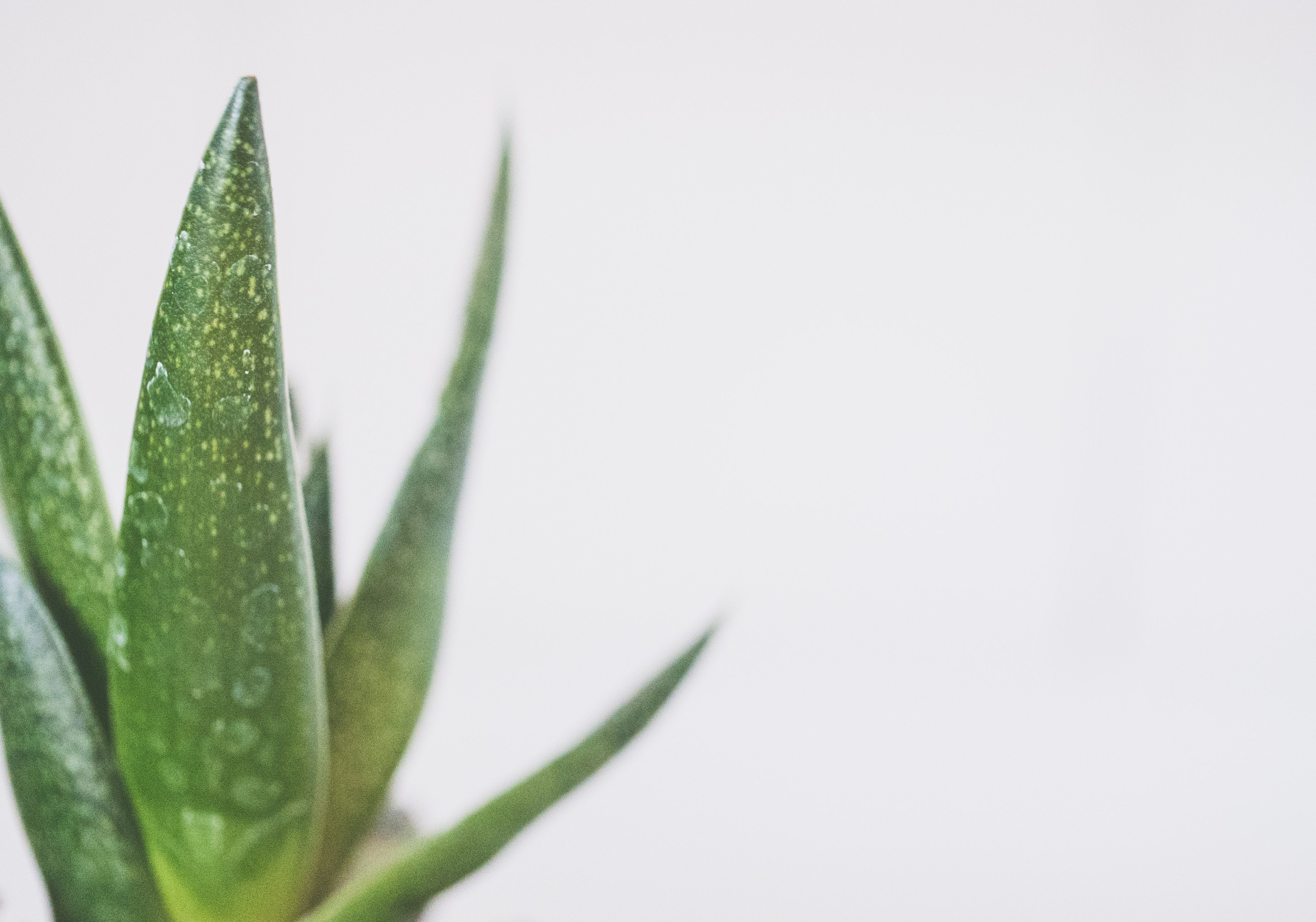 Aloe Vera for Beauty: Nature’s Secret to Radiant Skin.