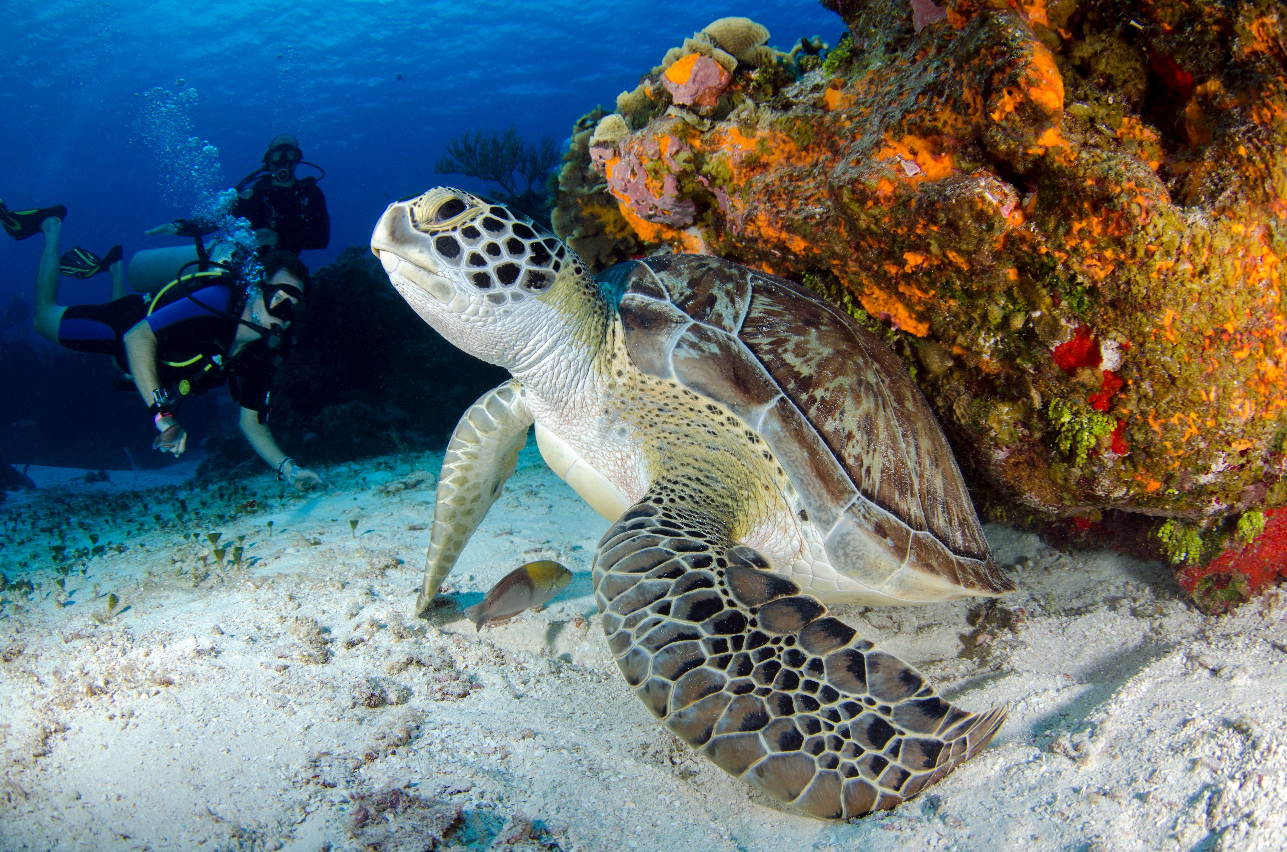 Dive Deep: Exploring the Fascinating World of Marine Biology and Ocean Ecosystems