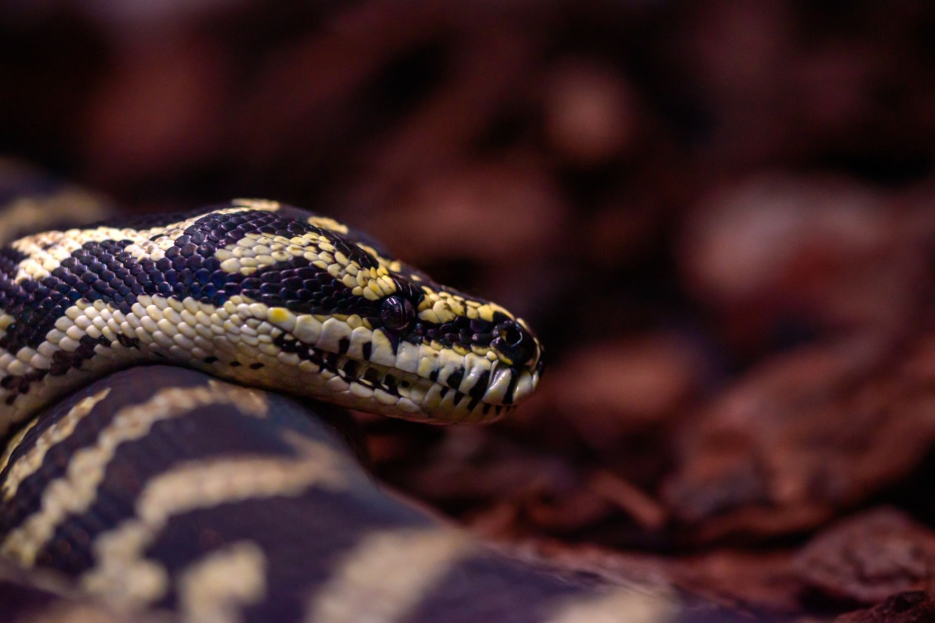 Mastering Python Comments: A Comprehensive Guide for Single and Multiline Comments in Python