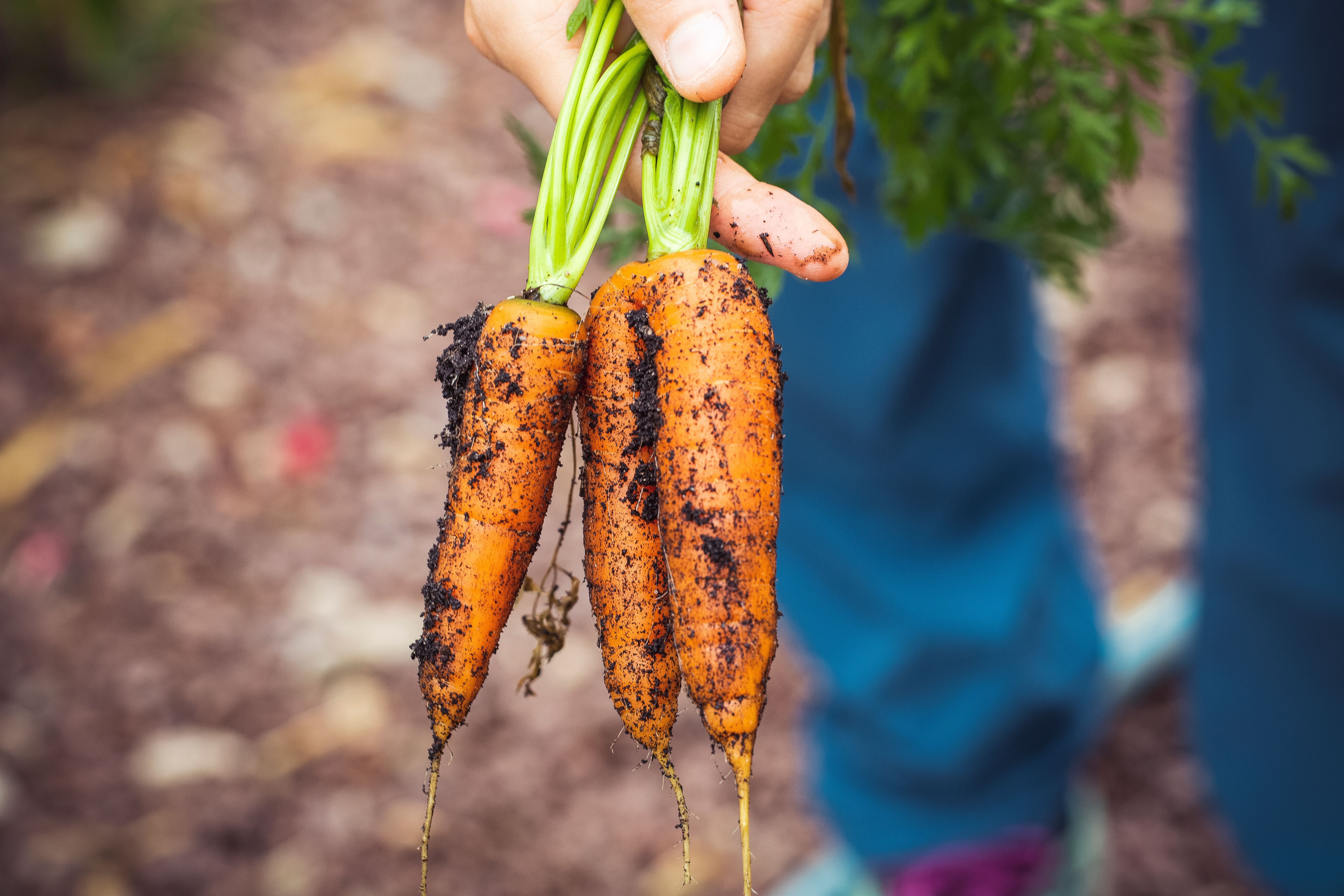 The Benefits of Organic Food: Is It Worth the Cost?