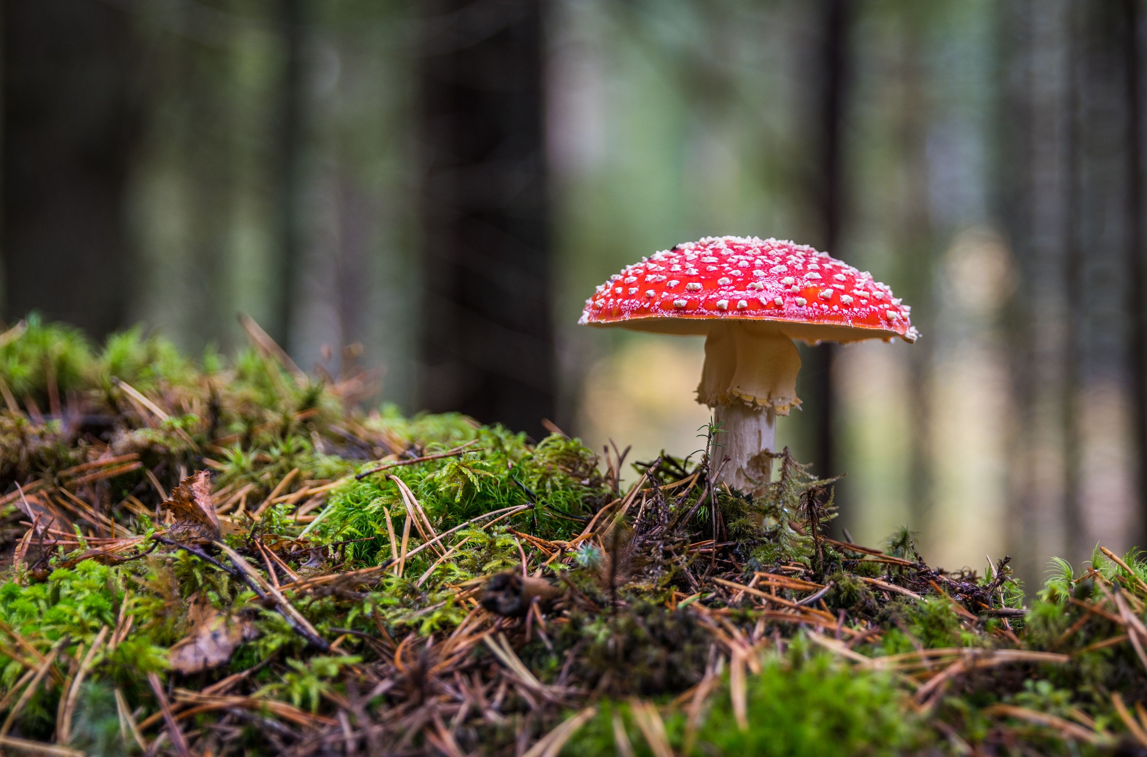 The Magic of Forests: Understanding Their Role in Global Biodiversity