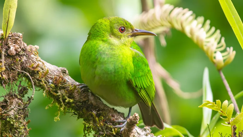 Exploring the Role of Biodiversity in Sustainable Development: Lessons from Nature