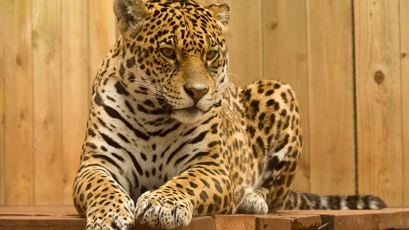 Protecting Our Planet's Precious Wildlife: A Look at Endangered Animal Species