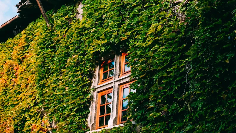 Urban Farming: Cultivating Food Security in Cities