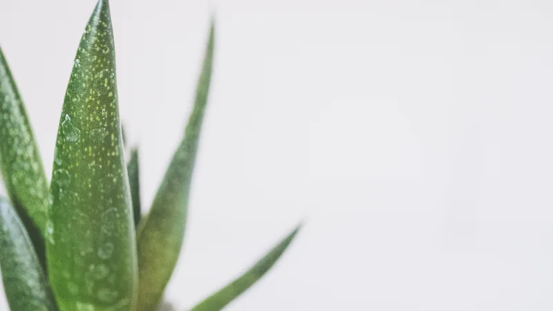 Aloe Vera for Beauty: Nature’s Secret to Radiant Skin.