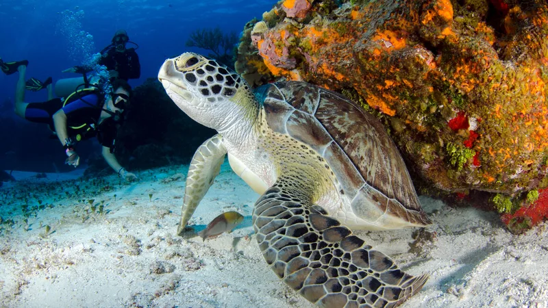 Dive Deep: Exploring the Fascinating World of Marine Biology and Ocean Ecosystems