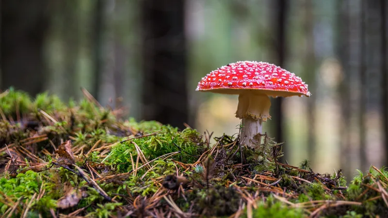 The Magic of Forests: Understanding Their Role in Global Biodiversity